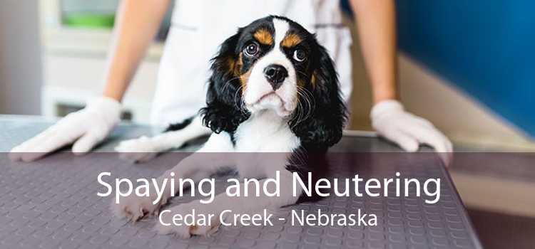 Spaying and Neutering Cedar Creek - Nebraska