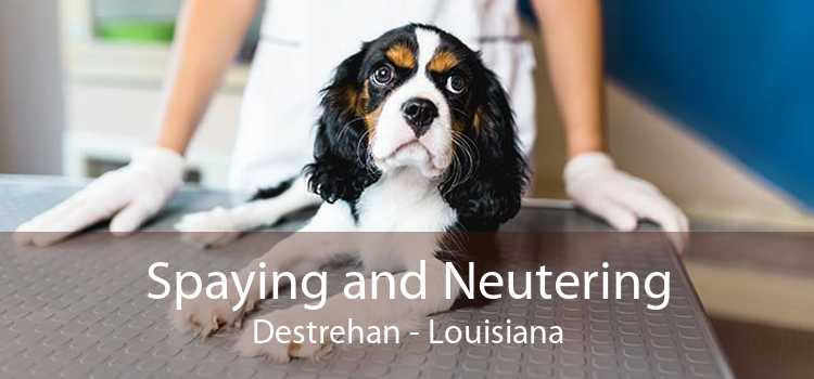 Spaying and Neutering Destrehan - Louisiana