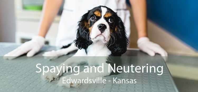 Spaying and Neutering Edwardsville - Kansas