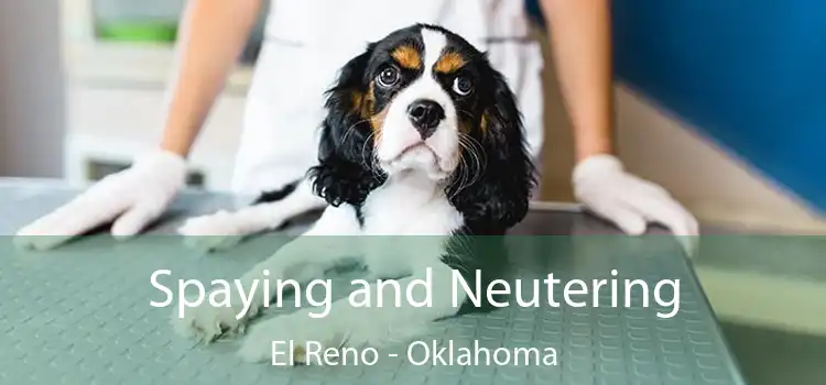 Spaying and Neutering El Reno - Oklahoma