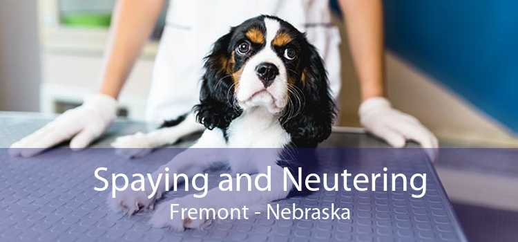 Spaying and Neutering Fremont - Nebraska