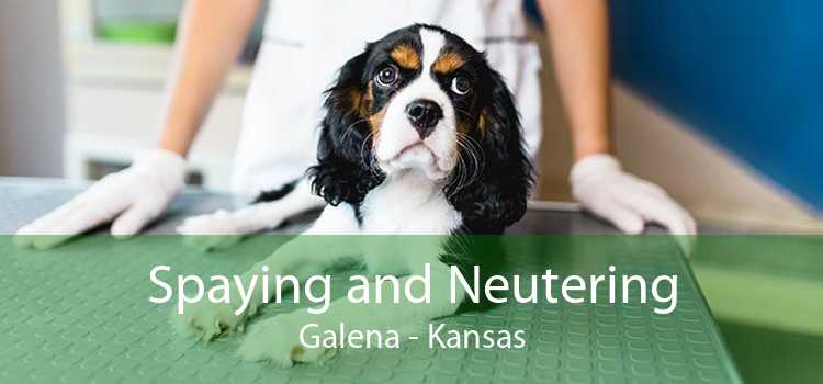 Spaying and Neutering Galena - Kansas