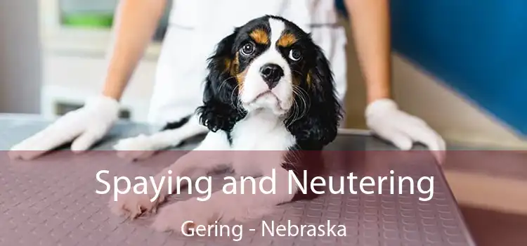 Spaying and Neutering Gering - Nebraska