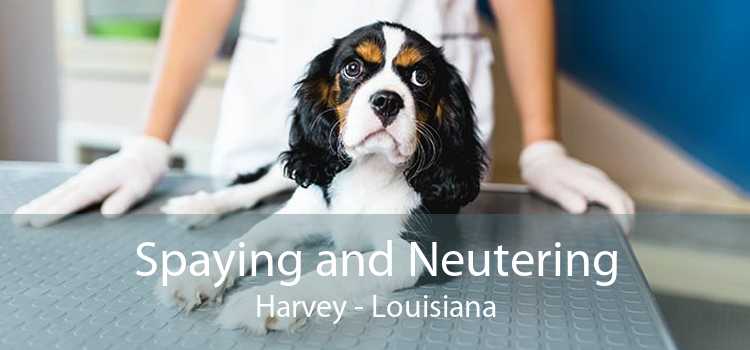 Spaying and Neutering Harvey - Louisiana