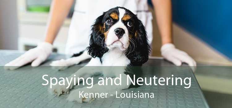 Spaying and Neutering Kenner - Louisiana