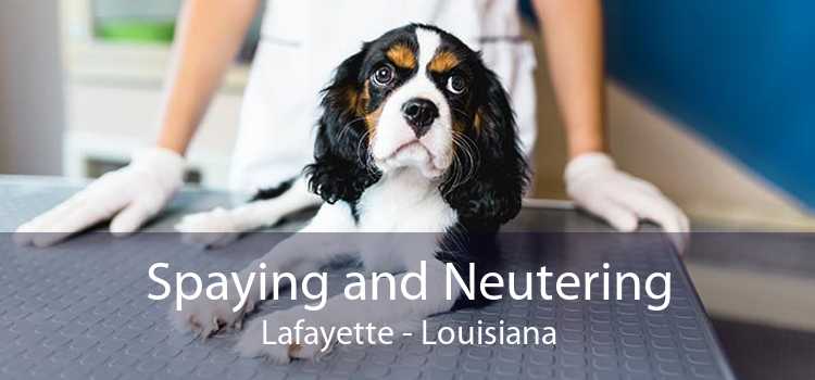 Spaying and Neutering Lafayette - Louisiana