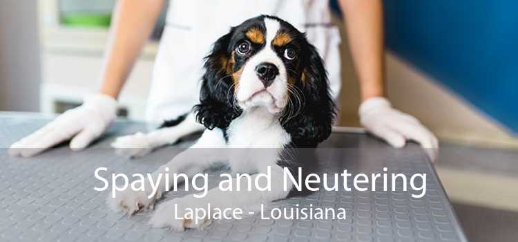Spaying and Neutering Laplace - Louisiana