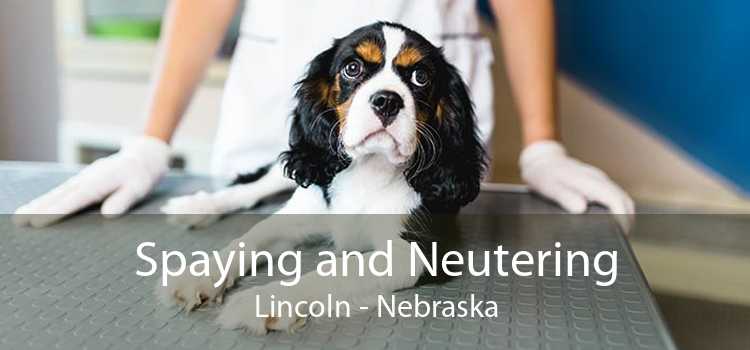 Spaying and Neutering Lincoln - Nebraska