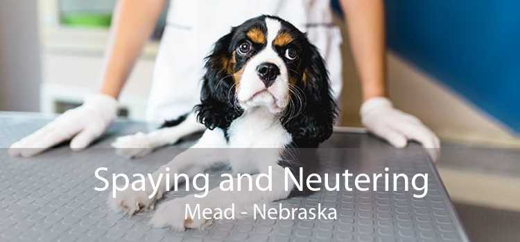 Spaying and Neutering Mead - Nebraska