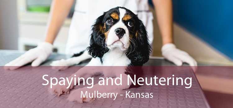 Spaying and Neutering Mulberry - Kansas