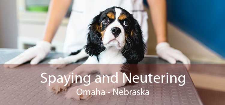 Spaying and Neutering Omaha - Nebraska
