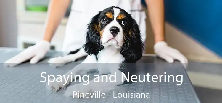 Spaying and Neutering Pineville - Louisiana