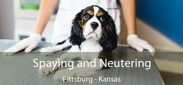 Spaying and Neutering Pittsburg - Kansas