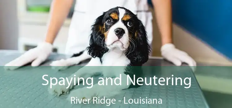 Spaying and Neutering River Ridge - Louisiana