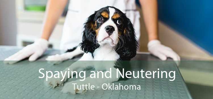 Spaying and Neutering Tuttle - Oklahoma