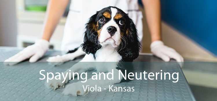 Spaying and Neutering Viola - Kansas