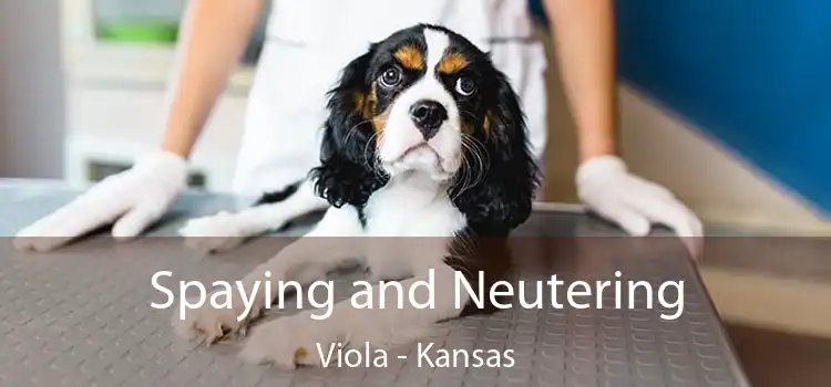 Spaying and Neutering Viola - Kansas