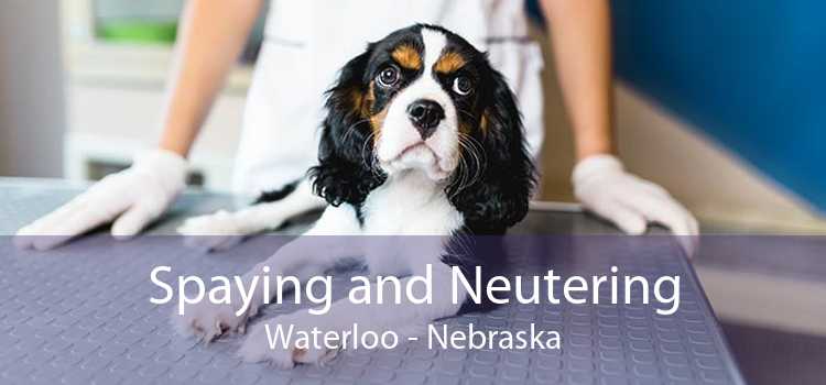 Spaying and Neutering Waterloo - Nebraska