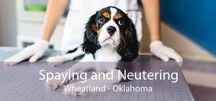 Spaying and Neutering Wheatland - Oklahoma