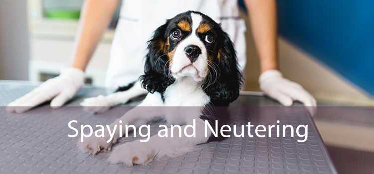 Spaying and Neutering 