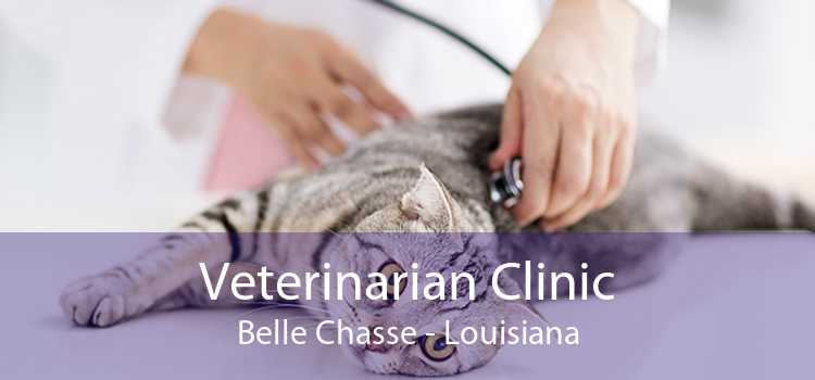Veterinarian Clinic Belle Chasse - Louisiana
