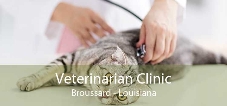 Veterinarian Clinic Broussard - Louisiana