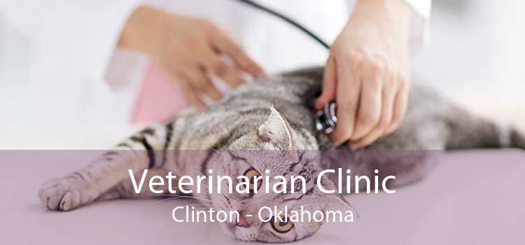 Veterinarian Clinic Clinton - Oklahoma