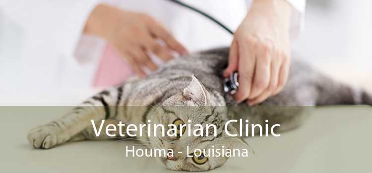 Veterinarian Clinic Houma - Louisiana