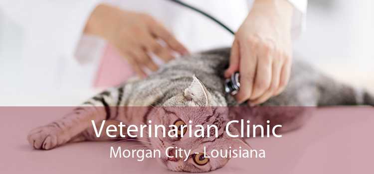 Veterinarian Clinic Morgan City - Louisiana