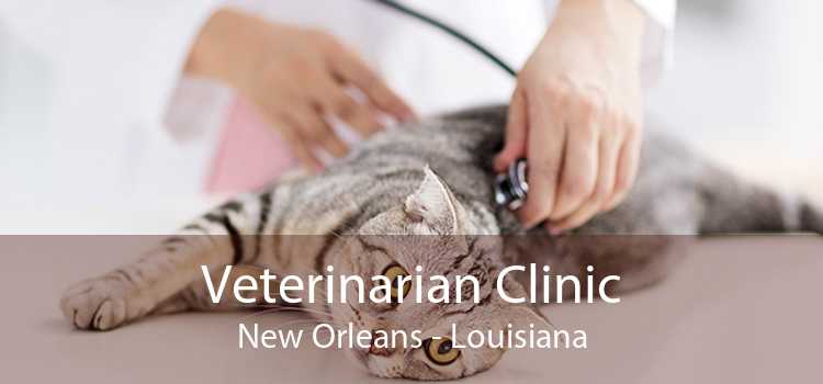 Veterinarian Clinic New Orleans - Louisiana