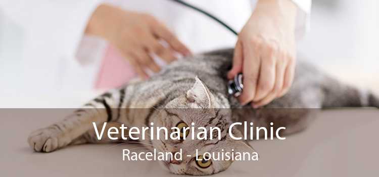 Veterinarian Clinic Raceland - Louisiana