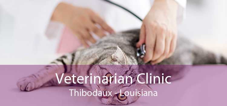 Veterinarian Clinic Thibodaux - Louisiana