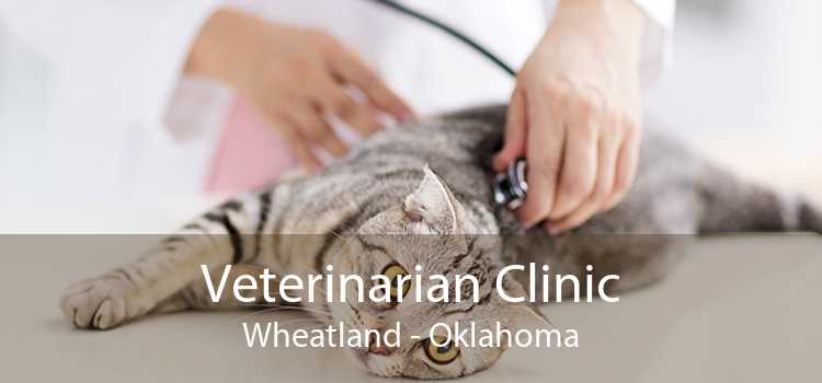 Veterinarian Clinic Wheatland - Oklahoma