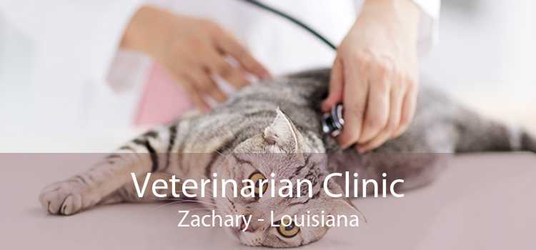 Veterinarian Clinic Zachary - Louisiana