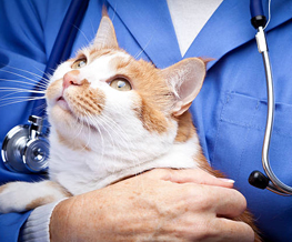 animal hospital in Gardere