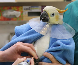 Bird Vet in Gardere