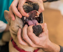 dog dentist in Gardere