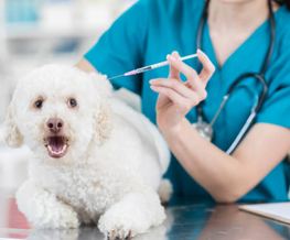 dog vaccinations in Gardere