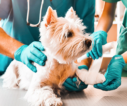 emergency vet in Gardere