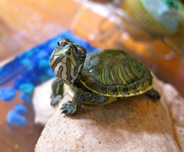 reptile vet in Gardere