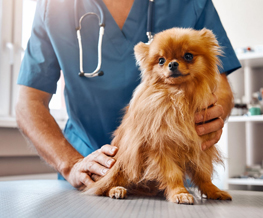 spaying and neutering in Gardere