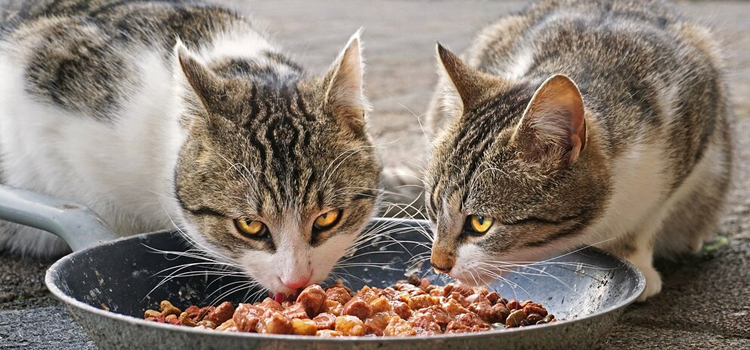 animal hospital nutritional advisory in Weatherford