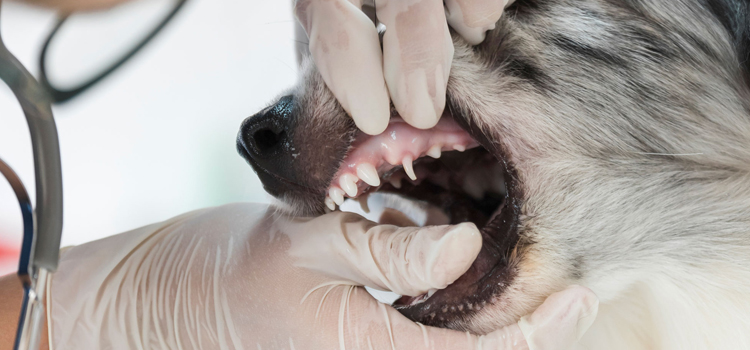 Anesthetic Dentistry in operation in Ponca City