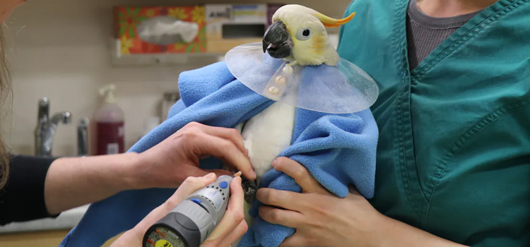 bird regular veterinary hospital in New Century clinic