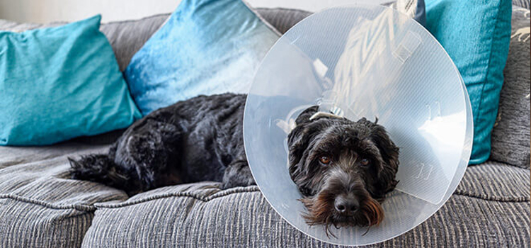 spay and neuter procedure in Mounds