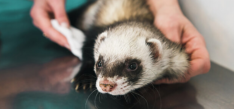 24/7 Vet Emergency Vet surgery in Gardere